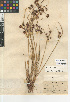  ( - CCDB-23397-D09)  @11 [ ] CreativeCommons - Attribution Non-Commercial Share-Alike (2015) SDNHM San Diego Natural History Museum