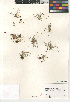  ( - CCDB-23397-D11)  @11 [ ] CreativeCommons - Attribution Non-Commercial Share-Alike (2015) SDNHM San Diego Natural History Museum