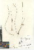  ( - CCDB-23397-D12)  @11 [ ] CreativeCommons - Attribution Non-Commercial Share-Alike (2015) SDNHM San Diego Natural History Museum