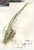  ( - CCDB-23952-B11)  @11 [ ] CreativeCommons - Attribution Non-Commercial Share-Alike (2015) SDNHM San Diego Natural History Museum