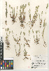  ( - CCDB-23952-C09)  @11 [ ] CreativeCommons - Attribution Non-Commercial Share-Alike (2015) SDNHM San Diego Natural History Museum
