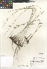  ( - CCDB-23952-E01)  @11 [ ] CreativeCommons - Attribution Non-Commercial Share-Alike (2015) SDNHM San Diego Natural History Museum