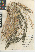  (Diplachne fusca - CCDB-23952-E06)  @11 [ ] CreativeCommons - Attribution Non-Commercial Share-Alike (2015) SDNHM San Diego Natural History Museum