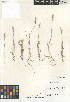  ( - CCDB-23952-G09)  @11 [ ] CreativeCommons - Attribution Non-Commercial Share-Alike (2015) SDNHM San Diego Natural History Museum