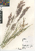  ( - CCDB-23952-H09)  @11 [ ] CreativeCommons - Attribution Non-Commercial Share-Alike (2015) SDNHM San Diego Natural History Museum