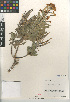  (Matthiola incana - CCDB-24804-E09)  @11 [ ] CreativeCommons - Attribution Non-Commercial Share-Alike (2015) SDNHM San Diego Natural History Museum