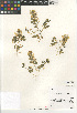  ( - CCDB-24804-E10)  @11 [ ] CreativeCommons - Attribution Non-Commercial Share-Alike (2015) SDNHM San Diego Natural History Museum