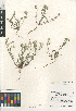  ( - CCDB-24804-F02)  @11 [ ] CreativeCommons - Attribution Non-Commercial Share-Alike (2015) SDNHM San Diego Natural History Museum
