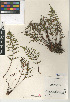  (Pellaea mucronata - CCDB-24906-A05)  @11 [ ] CreativeCommons - Attribution Non-Commercial Share-Alike (2015) SDNHM San Diego Natural History Museum