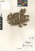  (Pseudotsuga macrocarpa - CCDB-24906-A08)  @11 [ ] CreativeCommons - Attribution Non-Commercial Share-Alike (2015) SDNHM San Diego Natural History Museum