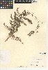  ( - CCDB-24906-A09)  @11 [ ] CreativeCommons - Attribution Non-Commercial Share-Alike (2015) SDNHM San Diego Natural History Museum