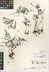  (Pellaea andromedifolia var. pubescens - CCDB-24906-B05)  @11 [ ] CreativeCommons - Attribution Non-Commercial Share-Alike (2015) SDNHM San Diego Natural History Museum
