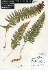  (Polystichum imbricans subsp. imbricans - CCDB-24906-C03)  @11 [ ] CreativeCommons - Attribution Non-Commercial Share-Alike (2015) SDNHM San Diego Natural History Museum