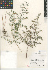  (Pellaea andromedifolia - CCDB-24906-C05)  @11 [ ] CreativeCommons - Attribution Non-Commercial Share-Alike (2015) SDNHM San Diego Natural History Museum