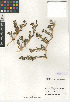  (Malephora crocea var. purpureocrocea - CCDB-24906-C11)  @11 [ ] CreativeCommons - Attribution Non-Commercial Share-Alike (2015) SDNHM San Diego Natural History Museum