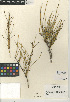  (Ephedra viridis - CCDB-24906-F09)  @11 [ ] CreativeCommons - Attribution Non-Commercial Share-Alike (2015) SDNHM San Diego Natural History Museum