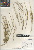  (Ephedra californica - CCDB-24906-G09)  @11 [ ] CreativeCommons - Attribution Non-Commercial Share-Alike (2015) SDNHM San Diego Natural History Museum