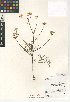  (Sanicula tuberosa - CCDB-24907-A07)  @11 [ ] CreativeCommons - Attribution Non-Commercial Share-Alike (2015) SDNHM San Diego Natural History Museum