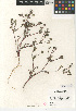  ( - CCDB-24907-A08)  @11 [ ] CreativeCommons - Attribution Non-Commercial Share-Alike (2015) SDNHM San Diego Natural History Museum