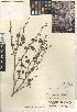  (Rhus trilobata var. simplicifolia - CCDB-24907-B02)  @11 [ ] CreativeCommons - Attribution Non-Commercial Share-Alike (2015) SDNHM San Diego Natural History Museum