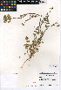 ( - CCDB-24907-B05)  @11 [ ] CreativeCommons - Attribution Non-Commercial Share-Alike (2015) SDNHM San Diego Natural History Museum