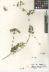  ( - CCDB-24907-B06)  @11 [ ] CreativeCommons - Attribution Non-Commercial Share-Alike (2015) SDNHM San Diego Natural History Museum