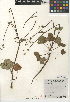  ( - CCDB-24907-C07)  @11 [ ] CreativeCommons - Attribution Non-Commercial Share-Alike (2015) SDNHM San Diego Natural History Museum