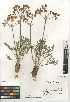  (Lomatium mohavense - CCDB-24907-D06)  @11 [ ] CreativeCommons - Attribution Non-Commercial Share-Alike (2015) SDNHM San Diego Natural History Museum