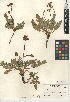 (Sanicula bipinnatifida - CCDB-24907-D07)  @11 [ ] CreativeCommons - Attribution (2014) Linda Jennings University of British Columbia