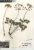  (Lomatium lucidum - CCDB-24907-E06)  @11 [ ] CreativeCommons - Attribution Non-Commercial Share-Alike (2015) SDNHM San Diego Natural History Museum