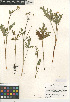  (Sanicula arguta - CCDB-24907-E07)  @11 [ ] CreativeCommons - Attribution Non-Commercial Share-Alike (2015) SDNHM San Diego Natural History Museum