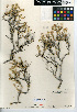  (Brickellia frutescens - CCDB-24908-A07)  @11 [ ] CreativeCommons - Attribution Non-Commercial Share-Alike (2015) SDNHM San Diego Natural History Museum