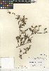  (Centromadia pungens subsp. laevis - CCDB-24908-A09)  @11 [ ] CreativeCommons - Attribution Non-Commercial Share-Alike (2015) SDNHM San Diego Natural History Museum