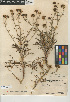  (Chaenactis glabriuscula var. orcuttiana - CCDB-24908-A10)  @11 [ ] CreativeCommons - Attribution Non-Commercial Share-Alike (2015) SDNHM San Diego Natural History Museum