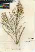  (Baccharis sergiloides - CCDB-24908-B05)  @11 [ ] CreativeCommons - Attribution Non-Commercial Share-Alike (2015) SDNHM San Diego Natural History Museum