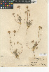  (Chaenactis glabriuscula var. lanosa - CCDB-24908-B10)  @11 [ ] CreativeCommons - Attribution Non-Commercial Share-Alike (2015) SDNHM San Diego Natural History Museum