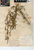  ( - CCDB-24908-D01)  @11 [ ] CreativeCommons - Attribution Non-Commercial Share-Alike (2015) SDNHM San Diego Natural History Museum