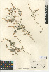  (Artemisia ludoviciana subsp. ludoviciana - CCDB-24908-D04)  @11 [ ] CreativeCommons - Attribution Non-Commercial Share-Alike (2015) SDNHM San Diego Natural History Museum
