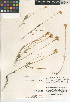  (Chrysothamnus viscidiflorus subsp. puberulus - CCDB-24908-D11)  @11 [ ] CreativeCommons - Attribution Non-Commercial Share-Alike (2015) SDNHM San Diego Natural History Museum