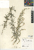  (Artemisia ludoviciana subsp. incompta - CCDB-24908-E04)  @11 [ ] CreativeCommons - Attribution Non-Commercial Share-Alike (2015) SDNHM San Diego Natural History Museum