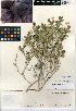  (Brickellia atractyloides - CCDB-24908-E07)  @11 [ ] CreativeCommons - Attribution Non-Commercial Share-Alike (2015) SDNHM San Diego Natural History Museum