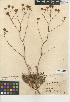  (Chaenactis carphoclinia var. peirsonii - CCDB-24908-E10)  @11 [ ] CreativeCommons - Attribution Non-Commercial Share-Alike (2015) SDNHM San Diego Natural History Museum