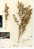  (Ambrosia monogyra - CCDB-24908-F02)  @11 [ ] CreativeCommons - Attribution Non-Commercial Share-Alike (2015) SDNHM San Diego Natural History Museum