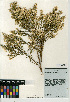  (Baccharis sarothroides - CCDB-24908-F05)  @11 [ ] CreativeCommons - Attribution Non-Commercial Share-Alike (2015) SDNHM San Diego Natural History Museum