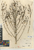  (Chloracantha - CCDB-24908-F11)  @11 [ ] CreativeCommons - Attribution Non-Commercial Share-Alike (2015) SDNHM San Diego Natural History Museum