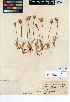  (Agoseris heterophylla - CCDB-24908-G01)  @11 [ ] CreativeCommons - Attribution Non-Commercial Share-Alike (2015) SDNHM San Diego Natural History Museum