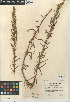  ( - CCDB-24908-G04)  @11 [ ] CreativeCommons - Attribution Non-Commercial Share-Alike (2015) SDNHM San Diego Natural History Museum