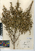  (Baccharis pilularis - CCDB-24908-G05)  @11 [ ] CreativeCommons - Attribution Non-Commercial Share-Alike (2015) SDNHM San Diego Natural History Museum