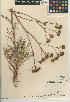  (Chaenactis artemisiifolia - CCDB-24908-G10)  @11 [ ] CreativeCommons - Attribution Non-Commercial Share-Alike (2015) SDNHM San Diego Natural History Museum