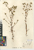  (Deinandra fasciculata - CCDB-24909-A01)  @11 [ ] CreativeCommons - Attribution Non-Commercial Share-Alike (2015) SDNHM San Diego Natural History Museum